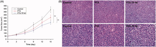 Figure 5. Tumor volumes of C57BL/6 mice implanted with Lewis cells in control, PTX, PTX-TP-M groups (panel A). The results are presented as the mean ± SD (n = 6); pathological section images of the tumor tissues of control and Lewis tumor-bearing C57BL/6 mice treated by PTX and PTX-TP-M (panel B). Scale bar = 20 or 50 μm.