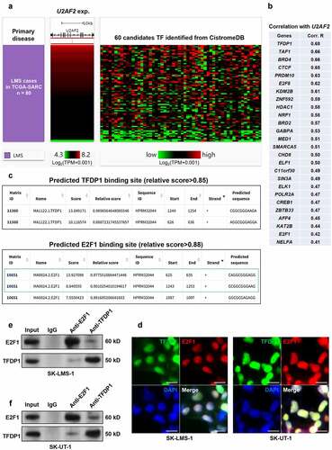 Figure 4. Bioinformatic analysis predicted a TFDP1/E2F1 complex that binds to the promoter of U2AF2 A. a heatmap showing the correlation between the expression of U2AF2 and the candidates TFs identified from CistroDB. B. A list of high potential candidate TFs modulating U2AF2 expression (Pearson’s r > 0.4). C. The high potential (relative score >0.85) binding site of TFDP1 (top panel) and E2F1 (bottom panel) in the promoter region of U2AF2. Promoter scanning was conducted using the Jaspar database. D. IF staining of TFDP1 (green) and E2F1 (red) in SK-LMS-1 and SK-UT-1 cells. E-F. Co-IP assays to assess the interaction between endogenous TFDP1 and E2F1 in SK-LMS-1 (e) and SK-UT-1 (f) cells. IP was performed using mouse anti-E2F1 or rabbit anti-TFDP1. IgG served as a negative control. Scale bar: 20 μm.