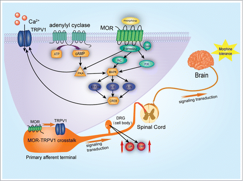 Figure 1. Signal transduction of TRPV1 activation in morphine induced antinociception, tolerance and dependence. By acting on μ- opioid receptors (MOR), primarily through Gai-subunits, morphine reduces adenylyl cyclase (AC) activity. AC catalyzes the conversion of adenosine triphosphate (ATP) to cyclic adenosine monophosphate (cAMP), which regulates protein kinase A (PKA) or cyclic-nucleotide-gated ion channels. TRPV1 activation results in sensitization of TRPV1 responses through a β- arrestin2 and PKA-dependent manner. Decreased association of β-arrestin2 and constitutive phosphorylation of TRPV1 may underlie enhanced pain perception and hyperalgesia. Chronic administration of morphine activates the MAPK pathway, including ERK, p38 and JNK. This possibly occurs via protein kinase A (PKA), protein kinase C (PKC) and phosphatidylinositol 3-kinase (PI3K). The nuclear translocation of phosphorylated MAPK results in the phosphorylation of transcription factors, such as CREB and c-Jun. This leads to TRPV1 activation through modulation of neurotransmitters such as glutamate, CGRP and SP released from DRG neurons and further contributes to the antinociception, tolerance and dependence associated thermal hyperalgesia.