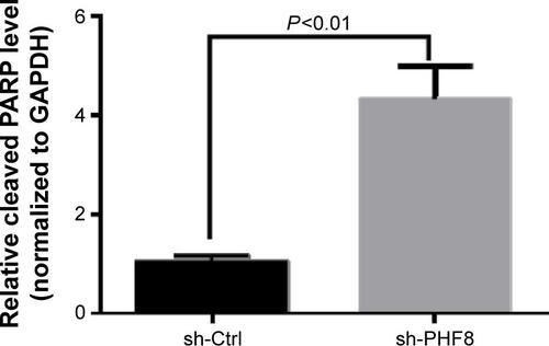 Figure S1 Relative level of cleaved PARP related to Figure 3C.Note: The data are presented as mean ± SEM of three independent experiments.Abbreviations: SEM, standard error of mean; PHF8, plant homeodomain finger protein 8.