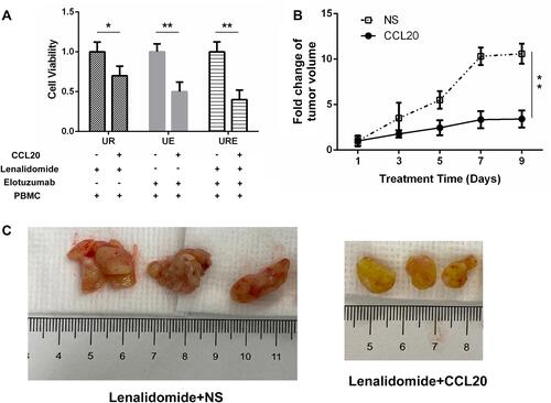 Figure 3 CCL20 increases drug sensitivity in vitro and in vivo. (A) Cell viability of UR, UE, URE cells treated with lenalidomide or Elotuzumab with or without CCL20. (B) Tumor volume growth rate of UR xenograft mice in the experimental group (lenalidomide+CCL20) and control group (lenalidomide+NS). (C) Tumor volume (blank control group on the left, experimental group on the right). “*”Indicates a p value <0.05, “**”Indicates a p value <0.01.