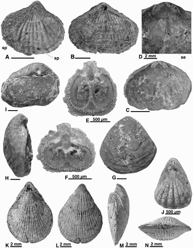 Figure 2. A–D, Notosaria antipoda. A, MA34672a. Dorsal exterior. B, B629. Dorsal exterior. C–D, MA34672b. C, Dorsal interior. D, Close up of sockets, socket ridges and septum. E, F, Thecidellina cf. maxilla CM 2006.64.92. E, Dorsal interior. F, Dorsal interior, posterior tilted forward. G–I, Liothyrella gravida. Type specimens. G, H, NHMW‐1959-0335-0012a. G, Ventral exterior. H, Lateral exterior (ventral valve only). I, NHMW‐1865-0037-0105a. Dorsal exterior of partial specimen. J–N, Terebratulina suessi. J, OU45764. Dorsal exterior of juvenile. K–N, MA77312. K, Dorsal exterior. L, Ventral exterior. M, Lateral exterior. N, Anterior commissure. E–G photographed by Alice Schumacher of the NHMW. All scale bars 5 mm unless indicated otherwise. se, septum; sp, broken spine base. B = University of Auckland School of Environment, CM = Canterbury Museum, Christchurch, MA = Auckland Museum, NHMW = Naturhistorisches Museum Vienna, OU = University of Otago Geology Museum, Dunedin.