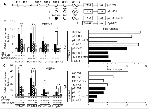 Figure 3. STRAP inhibits Sp1-dependent activation of p21Cip1. (A) Schematic representation of p21Cip1 promoter luciferase reporter plasmids: p21-WT containing the full length promoter with two p53 binding sites and six (1-6) Sp1 binding sites; p21-101 driven by four (3-6) consensus Sp1 sites in proximal promoter; p21-101-Mut containing the promoter segment with one mutated Sp1 site (third) and three consensus Sp1 sites (4-6) and Sp1-RE (artificial) construct containing three tandem repeats of consensus Sp1 binding sites. The squares represent the positions of p53 and the diamonds represent the locations of Sp1 sites, and the black diamond indicates mutation within the Sp1 site. (B) MEF+/+ cells were co-transfected with Sp1 and STRAP expression plasmids with the indicated p21Cip1 luciferase reporters. Mithramycin was treated as control. Fold changes from left panel is shown in the right panel. (C) Similar experiments were carried out as mentioned in (B) using MEF−/− cells. Data are from 3 independent experiments. Significance levels were determined by Student's t test. *, P < 0.05 **, P < 0.01, when compared with the corresponding control.