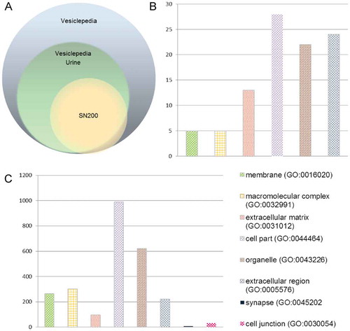 Figure 2. Mass spectrometry analysis. A Venn diagram showing the distribution of the number of identified protein present in the HFD-SN200 (180 gene proteins) with respect to the all human protein found in EVs (8450 gene proteins) and UEVs (4834 gene proteins) in the repository available in Vesiclepedia. Gene ontology classification per cell component of the identified proteins in the UEVs available in Vesiclepedia (B) [Citation33] and HFDa-SN200 (C) according to the Panther classification system (www.panther.org) [Citation35].