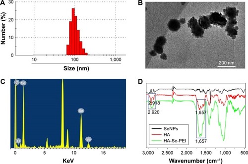Figure 1 Characterization of HA-Se-PEI nanoparticle. (A) Particle size distributions of HA-Se-PEI nanoparticle. (B) Representative TEM image featuring HA-Se-PEI nanoparticle. (C) EDX analysis of HA-Se-PEI nanoparticle. (D) FTIR spectra of SeNPs, HA, and HA-Se-PEI.Abbreviations: EDX, energy-dispersive X-ray; FTIR, Fourier transform infrared spectroscopy; HA, hyaluronic acid; HA-Se-PEI, SeNP conjugated with hyaluronic acid and PEI; PEI, polyethylenimine; SeNPs, selenium nanoparticles; TEM, transmission electron microscopy.