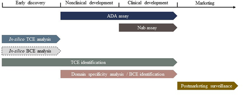 Figure 3. The recommended schedule of actions to be conducted for immunogenicity assessment of TPs. Different computational and experimental strategies can be performed to support the investigation of immunogenicity from early discovery to marketing stages. Note: the in silico BCE analysis is outlined in dashed line due to the lack of solid evidence justifying its value in candidate evaluation.