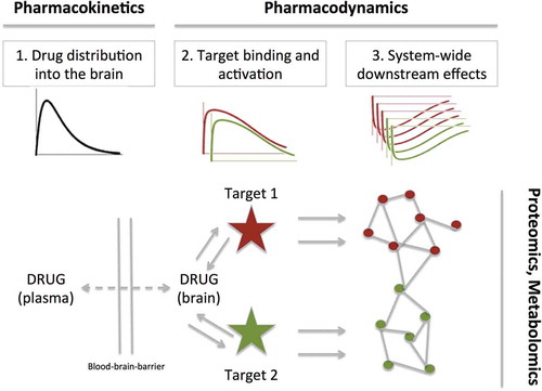 Figure 1. The conceptualization of an integrative approach. The plasma and brain drug exposure profile are determined by the pharmacokinetics, to drive the target binding and activation of potentially multiple targets. The activation (or inhibition) of these targets elicits multiple downstream biochemical effects, which can be evaluated by proteomics or metabolomics. These processes are described by mathematical expressions as developed in the field of PK/PD modeling.