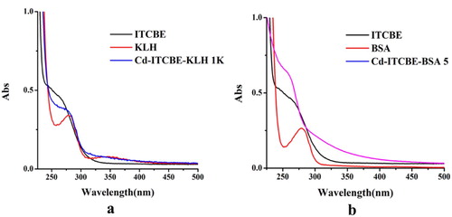 Figure 2. The ultraviolet-visible absorption spectra of artificial antigen. (a) Cadmium-ITCBE-KLH; (b) Cadmium-ITCBE-BSA.
