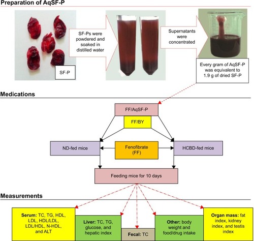 Figure 1 Experimental design of the study.