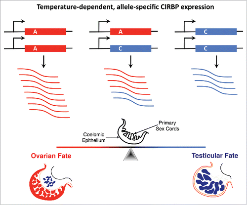 Figure 1. A female-producing temperature (31°C) increases expression of the CIRBP A allele, but not the CIRBP C allele in bipotential gonads of snapping turtle embryos. In response to brief exposure to 31°C, AA homozygotes have higher CIRBP expression and are 4x more likely to develop ovaries than are AC heterozygotes and 16x more likely to develop ovaries than are CC homozygotes.