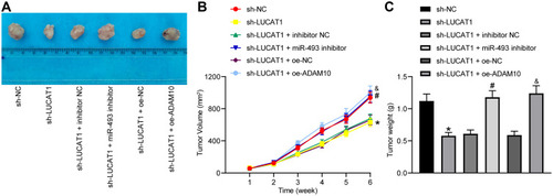 Figure 7 Silencing of LUCAT1 inhibits growth of xenograft tumors in mice. (A) Images of the xenograft tumors in each group; (B) a statistical chart for tumor volume changes by time; (C) a statistical chart for tumor weight in each group. In each group, n = 6. Data were expressed as mean ± SD. Data were analyzed by one-way (C) or two-way ANOVA (B) followed by Tukey’s multiple comparison’s test. *p < 0.05, compared to sh-NC, #p < 0.05, compared to sh-LUCAT1 + inhibitor NC, &p < 0.05, compared to sh-LUCAT1 + oe-NC.