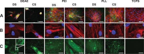 Figure 4 Detection of fluorescein isothiocyanate isomer I (FITC)-labeled polyelectrolyte complex nanoparticles with a positive net charge (PEC+NP).Notes: Immunofluorescence images of human mesenchymal stromal cells (hMSCs) that were cultured for 8 days on 20 nmol·cm−2 FITC-labeled PEC+NP. Merged images (A); blue: nuclei stained with 4′,6-diamidino-2-phenylindole (DAPI); red: F-actin stained with Alexa Fluor® 568 Phalloidin (B); green: FITC-labeled PEC+NP (C). Scale bar 100 μm (A), 20 μm (B,C), 1 μm (C) (DEAE/DS zoom).Abbreviations: CS, cellulose sulfate; DEAE, (N,N-diethylamino)ethyldextran; DS, dextran sulfate; PEI, poly(ethyleneimine); PLL, poly(L-lysine); TCPS, tissue culture polystyrene.