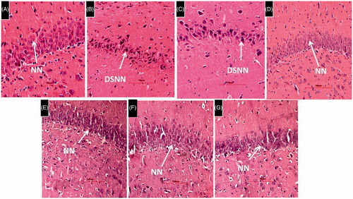 Figure 7. Histological examination of rat brain hippocampus. H&E 400 × (A) DMSO-treated rat brain showing normal cytoarchitecture of neurons having nuclei and properly arranged in a row. (B) L-Methionine-treated rat showing nerve cells and their nuclei lost normal structure and outlines and there are number of DSNN. (C) HSP-25 mg/kg group of rat showing DSNN similar to L-methionine-treated group indicating nil effects of HSP at a low dose. (D,E,F&G) HSP-50 mg/kg, HSP-100 mg/kg, HSP-Per se and donepezil groups of rat hippocampus showing many neurons with normal cytoarchitecture of neurons(NN) similar to DMSO group.
