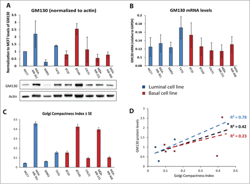 Figure 2 (A) Histogram representing the quantification of GM130 levels compared to actin, obtained from 3 independent western blots. Results are showed as averages ± SE. Below, a representative western blot. (B) mRNA levels of GM130 normalized to GAPDH mRNA. Results are shown as 1/(CtGM130-CtGAPDH). Bar graphs are averages of 3 independent experiments ± SE. GAPDH was amplified at cycle 15.8687 ± 0.3265, confirming that it can be considered an housekeeping gene also when comparing different cell lines. (C) The Golgi Compactness Index (GCI) was calculated as described in the materials and methods. More than 20 cells per experiment in three independent experiment were scored for each cell line. Results are shown as averages ± SE. (D) GCI was plotted on the x axis, the average of the protein levels of GM130 was plotted on the y axis. The linear correlation between these two parameters was assessed for all data points (black), only for luminal cell lines (blue) or only for basal cell lines (red).