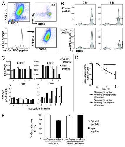 Figure 2. Granulocytes express ADCC epitopes and are targets for killing. (A) Fluorescently labeled Vpu peptide bind to granulocytes. The ADCC epitope Vpu peptide 19 (sequence EMGHHAPWDVDDL) was conjugated with FITC fluorochrome. The fluorescent Vpu peptide induced robust ADCC activity in the presence of HIV+ plasma (top right plot). Based on FSC and SCC criteria, cells expressing fluorescent peptide localized primarily to granulocytes (bottom right plot). (B) Loss of CD66c+ granulocytes (bottom right plot) occurs in the presence of HIV+ plasma during the 5 h incubation following stimulation by Vpu peptide compared with a control peptide (sequence KKFGAEVVPC) that has no known ADCC inducing ability (top right plot). (C) Granulocytes are the major cells that undergo apoptosis in the NK cell activation ADCC assay in the presence of HIV+ plasma. Decrease in CD66c+ granulocytes (top right graph) but not CD56+ NK cells (top left graph) occurred over time. Annexin V staining indicated that CD66c+ granulocytes were undergoing apoptosis (bottom right graph) compared with CD3+ T cell populations over time. Cell loss and Annexin expression in the presence of Vpu peptide (black bars) was compared with a control peptide (white bars). (D) Across 5 donors, granulocyte numbers reproducibly fell in the presence of HIV+ plasma following Vpu peptide stimulation (circles) compared with control peptide stimulation (triangles; mean and SD shown). (E) Granulocyte loss does not occur in the absence of other leukocytes. Granulocytes numbers decrease in the presence of HIV+ plasma when the ADCC assay is performed in whole blood containing NK cells (2nd bar) but not in the presence of purified granulocytes alone (4th bar). Loss of granulocytes in the presence of Vpu peptide (black bars) was compared with incubation in the presence of a control peptide (white bars).