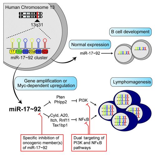 Figure 1. A model for miR-17~92-driven lymphomagenesis and potential therapeutic approaches. The miR-17~92 cluster encodes for 6 distinct miRNAs, which fall into 4 miRNA families (miR-17, miR-18, miR-19, and miR-92 families) based on seed sequence (nucleotides 2–7) homology. miRNAs of the same color have identical seed sequences. Under physiological conditions, miR-17~92 plays an essential role in B-cell development. Gene amplification or Myc-mediated transcriptional upregulation causes miR-17~92 overexpression, which drives lymphomagenesis by inhibiting multiple negative regulators of the PI3K and NFκB pathways. Here we propose 2 approaches (red boxes) to treat miR-17~92-driven lymphomas: specific inhibition of oncogenic member(s) of miR-17~92 and dual targeting of PI3K and NFκB pathways.