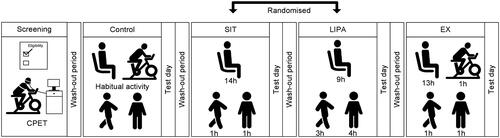 Figure 1. Study design. After checking study eligibility and performing a maximal cardiopulmonary exercise test (CPET) during the screening visit, participants performed four 4-day activity regimens [CONTROL, SIT, LIPA (light-intensity physical activity), EX (exercise) regimen] in free-living conditions, followed by a test day to assess outcomes and a wash-out period of 10 days. Habitual physical activity levels were maintained during the CONTROL regimen and manipulated as indicated during the subsequent regimens. The order of the SIT and LIPA regimen was randomised.