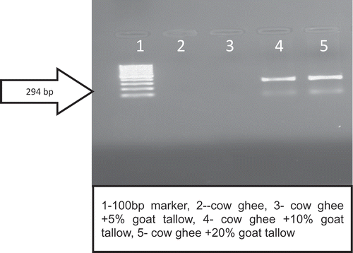 Figure 4. Detection of goat tallow in cow ghee by primer G.