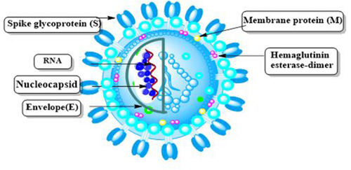 Figure 3 SARS-CoV-2 and its structural proteins are depicted schematically.