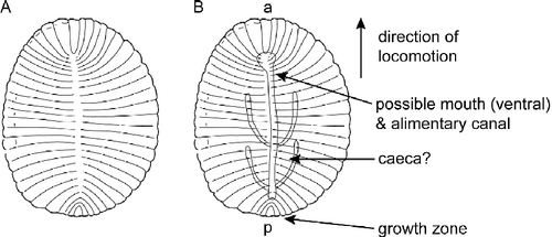 Figure 2 A) Drawing of Dickinsonia showing the bipolar features that were used by (Shen et al. (Citation2008). (B) Drawing of Dickinsonia showing that it has an anterior (a)–posterior (p)-axis, and dorsal and ventral sides based on inferences about the polarity of locomotion, the pattern of growth and the anatomy of internal and ventral organs.