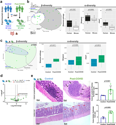 Figure 2. Control and post-COVID fecal microbiota transplant and effects on the gut of post-COVID mice. (a) experimental design: control (N = 8) and post-COVID (N = 14) mice received fresh feces from donors, and then analyzes of the gut microbiota and colon histology were performed 12 days after FMT. (b) 16S rRNA sequencing and comparison of the gut microbiota composition between human donor and mouse that received FMT. Principal Component analysis based on weighted Unifrac distances, a β-diversity index. α-diversity analysis based on Shannon, Simpson, and Chao1 indexes (donors N = 19; mice N = 19). (c) 16S rRNA sequencing of gut microbiota of control and post-COVID mice after FMT. β-diversity and α-diversity (N = 19). (d) Differential bacterial abundance in feces of control and post-COVID mice, Lachonospiraceae (p = .0300) (N = 19). (e) histological alterations in the large intestine in mice that received FMT. Black arrows indicate increases in Colonic lymphoid patches (N = 8). Red arrows Graphs showing the Colonic lymphoid patches Perimeter and the ratio between Goblet cells and epithelial cells in the colon. Statistical analysis: Wilcoxon test was used in B and C, PerMANOVA pairwise test was used in B and C, unpaired Student’s-t test was used in D, and Wald test was used in E. Data are shown as mean and standard deviation (SD). All results are representative of three independent experiments. See also Figure S2.