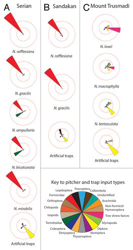 Figure 3. Prey capture patterns (with prey resolved to Order) in Nepenthes pitchers and artificial traps at (A) Serian, (B) Sandakan, and (C) Trusmadi.