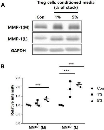Figure 6 The effect of Treg cells CM on the MMP-1 expression and secretion of HaCaT keratinocytes. (A) MMP-1 of whole cells lysate (L) and media (M) was detected by Western blot analysis. (B) Relative intensity of MMP-1 was determined by Densitometric analysis. Loading control for MMP-1 was GAPDH. The results were expressed as the means and standard deviations (n = 3). ***P < 0.001 versus no-treatment control (Con).