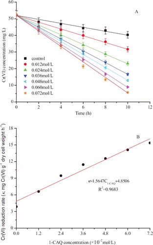 Figure 2. Effects of different 1-CAQ concentrations on Cr(VI) reduction by strain CR1 under anaerobic conditions. Cr(VI) concentration (A); Cr(VI) reduction rate (B).