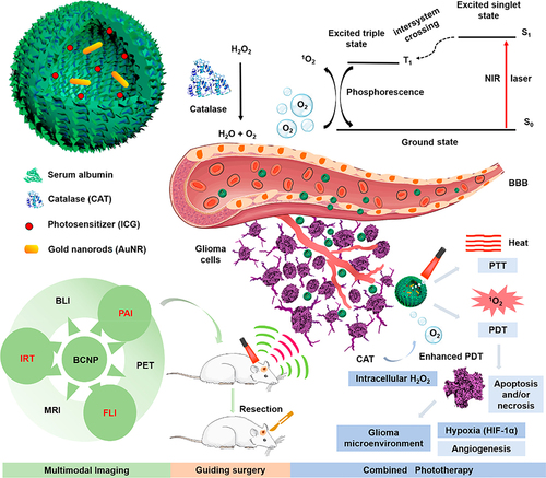 Figure 8 Schematic design of a peroxidase-albumin integrated phototherapeutic nanoprobe for precise imaging-guided surgery and assisted phototherapy for gliomas.