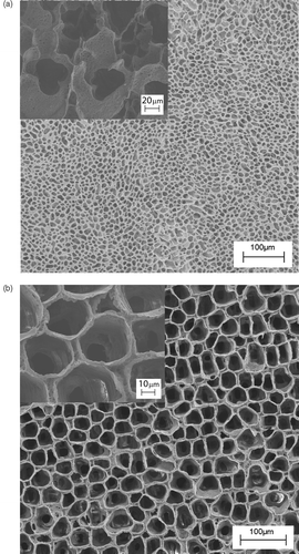 Figure 3. SEM images of a PLA scaffold prepared by the phase separation technique at two different temperature (T) of solvent extraction, (a) T = −18°C and (b) −18°C < T < 25°C. The insets show high magnification SEM micrographs of a PLA scaffold prepared by the phase separation technique at two different temperature (T) of solvent extraction, (a) T 1 = −18°C and (b) −18°C < T 2 < 25°C.