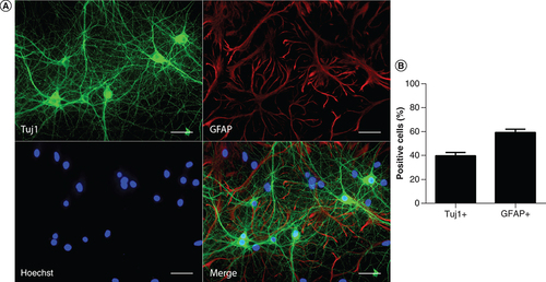 Figure 1. Immunofluorescence analysis of 14-day neural cell cultures from E17–E19 rat hippocampus.(A) Cells were labeled with the neuronal marker Tuj1 (green) and the astrocyte marker GFAP (red). Nuclei were stained with Hoechst (blue). Scale bars: 50 μm. (B) Percentage of neurons (Tuj1+) and astrocytes (GFAP+) in the hippocampal cell cultures. Bars indicate mean ± standard error. Each dataset was calculated from n = 6.