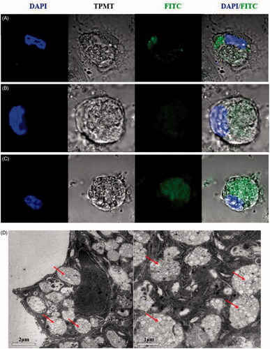 Figure 2. CLSM and TEM images of NPs and the cellular uptake of NPs. A total of 200 μL of FITC-OVA-stained NPs or CYP was incubated with 4 × 105 DCs for 12 h. Confocal micrographs of DCs, in which different formulations were labeled using FITC-OVA (green color) and the nuclei (blue color), are stained using DAPI. The merged image shows the endocytosis of the freshly made formulations by the DCs. (A) CYP was labeled using FITC-OVA and co-cultured with DCs, (B) BPs were labeled using FITC-OVA and co-cultured with DCs, (C) CYPPs were labeled using FITC-OVA and co-cultured with DCs. Scale bar represents 5 μm. TEM micrographs of the CYPPs internalized by DCs and the arrow indicates the CYPPs (D). Scale bar represents 2 μm and 1 μm.