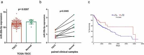 Figure 1. Expression and prognostic value of miR-26b-5p in TSCC. (a) the level of miR-26b-5p in TSCC tissues in TCGA dataset compared with normal tongue tissues. (b) comparison of miR-26b-5p expression in 8 paired samples collected from the TSCC patients. (c) kaplan-meier plots for overall survival (OS) in TCGA-HNSC patients, grouped by low and high expression of miR-26b-5p. P values were obtained using log-rank test