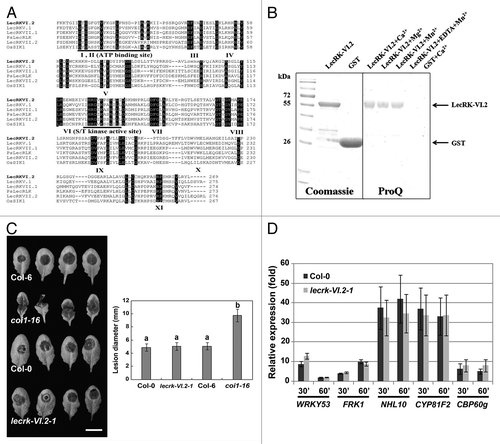 Figure 1.LecRKVI.2 is a functional protein kinase and is dispensable for Arabidopsis resistance to B. cinerea. (A) Alignment comparison of the predicted amino acid sequences of LecRK-VI.2 with 3 Arabidopsis LecRKs (LecRK-V.1, LecRK-VII.1 and LecRK-VII.2), the rice OsSIK1 and the pea PsLecRLK. Sequences above the Roman numerals in black boxes indicate the 11 sub-domains characteristic of a typical protein kinase. (B) Expression and purification of LecRK-VI.2-KD from E.coli using affinity resin and phosphorylation assay. The GST-fusion protein was stained with Coomassie blue and confirmed by peptide sequencing. GST was used as a control (left panel). GST fusion protein LecRKVI.2-KD (2 µg) was incubated with ATP for 30 min in the presence of 5 mM MnCl2, 5 mM CaCl2 or 5 mM MgCl2. Phosphorylation signal was observed with ProQ Diamond phosphoprotein gel staining (right panel). (C) B. cinerea disease symptoms. Arabidopsis leaves were droplet-inoculated and symptoms were visualized 2 d later. Experiments were repeated 3 times with similar results. Bar = 1 cm. Error bars are SD (n = 18 leaves). Different letters indicate statistically significant differences compared with the wild-type Col-0 (LSD test; p < 0.05). (D) Relative expression levels of WRKY53, FRK1, NHL10, CYP81F2 and CBP60 g were analyzed 30 and 60 min after chitin infiltration (50 µg/ml). EF-1 and UBQ10 were used for normalization. Relative gene expression levels were compared with buffer control (defined value of 1) by qRT-PCR analyses. The values are the means ± SD of three biological replicates (n = 9). No significant differences to wild-type Col-0 were observed when based on a t-test (p < 0.01).