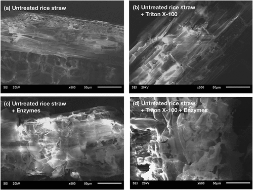 Figure 7. SEM images of (a) untreated rice straw, (b) untreated rice straw with Triton X-100, (c) hydrolyzed rice straw, and (d) hydrolyzed rice straw with Triton X-100 at a magnification of 500-time