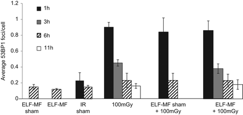 Figure 2. Analysis of 53BP1 foci formation and disappearance after in utero exposure of embryos to ELF-MF at 300 μT, 100 mGy IR, or combined exposures. 53BP1 foci were quantified at 1, 3, 6, or 11 h post IR in the VZ/SVZ following sham exposure, exposure to 50 Hz ELF-MF at 300 μT, 100 mGy IR or both. Embryos (E13.5) were exposed in utero. Results represent the mean of 2 sections from 3 embryos from each of 4 mothers (i.e., a sample size of 24). Only two mothers were examined for IR sham (i.e., a sample size of 12). Error bars are standard deviation of repeat measurements (at least 2 animals per group).