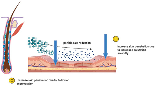 Figure 1 Schematic representation of proposed mechanism of increased dermal penetration of drug nanosuspension. Created with BioRender.com.