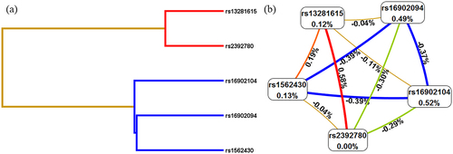 Figure 2. SNP-SNP interaction dendrogram (a) and Fruchterman-Reingold (b).