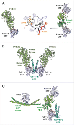 Figure 10. Rab dual-effector binding mode. (A) Non-canonical second effector binding site on Rab11a. Structures of PI4KIIIβ/Rab11a (4D0L, left) and Rabin8-RBD/Rab11a (4UJ5, right) complexes and the superimposition of their respective Rab11a (center) are shown. Residues changing solvent accessible area upon binding to the effectors are shown in black lines (middle). (B) PI4KIIIβ/Rab11a/Rab11FIP3-RBD complex structure (4D0M). Two Rab11a molecules bind to the Rab11FIP3-RBD dimer using the canonical effector-binding surface; and each binds to a PI4KIIIβ using the second binding sites. (C) A model of the Rab11-Rabin8-Rab8 cascade. Rabin8-RBD/Rab11a/Rab11FIP3-RBD complex structure (4UJ3, right) showing Rabin8-RBD dimer binds 2 Rab11a molecules using the second effector binding sites, while Rab11FIP3 interacts with Rab11a via the canonical site. Few direct contacts are observed between Rab11FIP3 and one of the Rabin8 RBDs. Rab11/Rab11FIP3 recruits Rabin8 by binding to its C-terminal dimeric RBD. Subsequently, the Rabin8 GEF domain can activate Rab8 (4LHX, left) and facilitate its membrane recruitment.