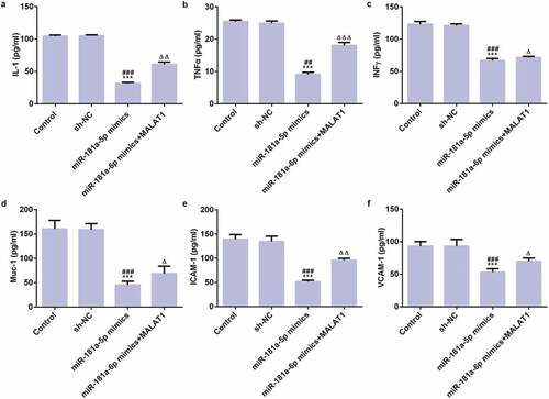 Figure 7. MiR-181a-5p overexpression inhibits adhesion of myeloma cells. The ELISA was used to detect the expression levels of IL-1 (a), TNFα (b), IFNγ (c), and Muc-1 (d), ICAM-1 (e), and VCAM-1 (f). ***P < 0.001 vs. control group. ##P < 0.01 and ###P < 0.001 vs. sh-NC group. ∆P < 0.05, ∆∆P < 0.01, and ∆∆∆P < 0.001 vs. miR-181a-5p mimics group