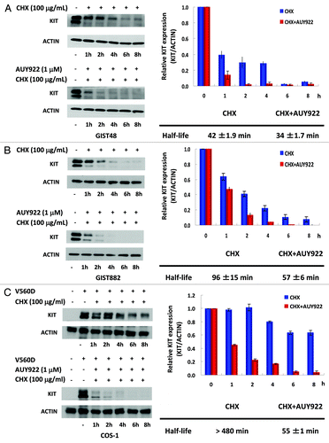 Figure 3. The effect of AUY922 on KIT protein degradation in GIST48, GIST882, and COS-1 cells. GIST48 (A), GIST882 (B), and COS-1 cells expressing mutant KITV560D (C) were treated with 100 μg/mL CHX alone or in combination with 1 μM AUY922 for the indicated time. Cells were lysed and analyzed by immunoblotting against KIT. KIT expression was normalized to ACTIN and compared with the untreated control. The half-life of the KIT protein was estimated based on the relative KIT expression ratio. The data are expressed as the mean ± SE of two or more independent experiments.