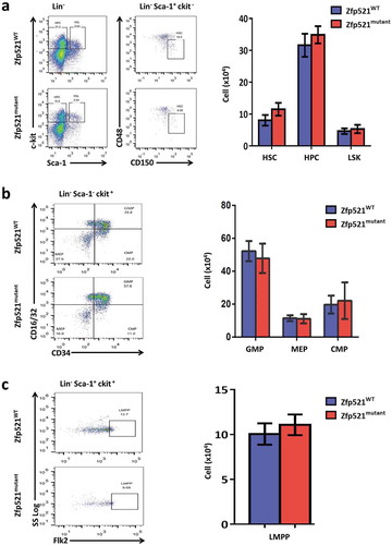 Figure 5. Zfp521 SUMOylation-deficient mice had normal primitive cells in bone marrow. (a-c) Flow cytometry analysis and absolute number of hematopoietic stem cells (HSC), hematopoietic progenitor cells (HPC) and LSK cells (a), and granulocyte-macrophage progenitors (GMP), megakaryocyte-erythroid progenitors (MEP) and common myeloid progenitors (CMP) (b), and lympho-primed pluripotent progenitor cells (LMPP) in BM of Zfp521mutant and Zfp521WT mice at 7 weeks of age. Data were from two independent experiments (n = 4, per experiment) and present as mean ± SD.