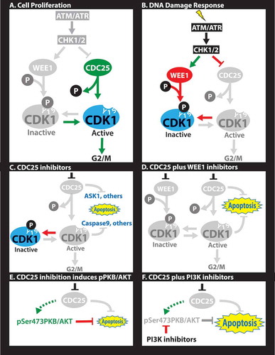 Figure 1. Molecular rationale for CDC25-targeting therapies. (A) In proliferating cells, CDC25 dephosphorylates Y15-CDK1 allowing for G2 to M progression. (B) In response to DNA damage, cells arrest at the G1/S (not shown) and/or G2/M transitions through activation of ATM/ATR, which induce CHK1/2, leading to phosphorylation of several targets. Phosphorylation of WEE1 stimulates this kinase to phosphorylate tyrosine (Y) 15 on CDK1 leading to cell cycle arrest. Phosphorylation of the CDC25 phosphatase inhibits its dephosphorylation of Y15-CDK1, further blocking G2/M progression. (C) CDC25 inhibitors unleash apoptotic pathways directly downstream of CDC25 (e.g. ASK1) or downstream of CDK1 (e.g. pCASPASE 9), leading to cell demise in diverse triple-negative breast cancers (TNBCs). (D) Combined treatment with CHK1 plus WEE1 inhibitors is synergistic through a mechanism yet to be established. (E) Sustained inhibition of CDC25 induces pSer473-PKB/AKT, likely as a feedback loop or epigenetic adaptation downstream of PI3K signaling that prolongs cell survival. (F) Combined treatment with CDC25 plus PI3K inhibitors is highly synergistic, leading to effective killing of TNBC.
