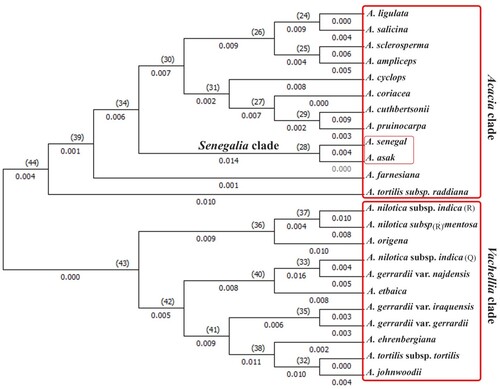 Figure 3 Phylogeny tree of 24 taxa of Acacia based on matK locus using Maximum Likelihood Tree Method.