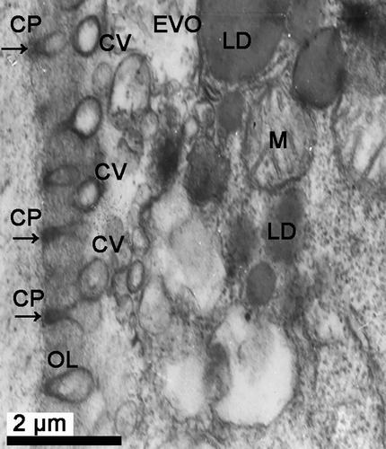 Figure 7.  Electron micrograph of oogenesis in female Protothaca (Notochione) jedoensis. An early vitellogenic oocyte (EVO). Note the coated vesicles (CV) occurring through the coated endocytotic pits (CP, arrow) formed by endocytosis at the cortical region near the oolemma (OL).