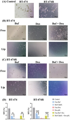 Figure 8. Buf And Dox inhibit self-renewal of BCSCs in BT-474 and BT-474R. (A) Morphology of secondary spheres formed in untreated BT-474 and BT-474R cells (control) were round. After treatments, the secondary mammospheres in (B) BT-474 and (C) BT-474R lost their integrity. (D) Secondary SFE of BT-474 and BT-474R (mean ± SD from three repeated experiments, with two wells for each treatment each time. *p < 0.05; **p < 0.01; ***p < 0.001.