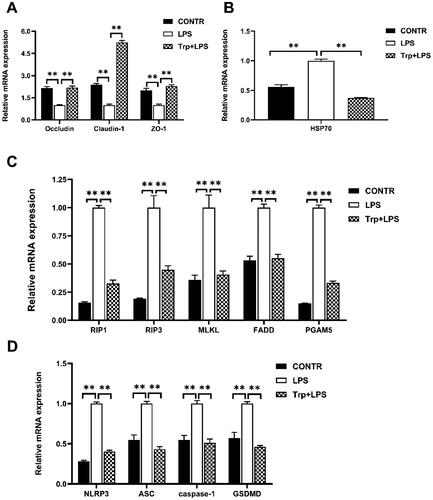 Figure 5. Effects of tryptophan on mRNA expressions of tight junction (A), HSP70 gene (B), necroptosis (C), and pyroptosis (D) in liver after 4h lipopolysaccharide (LPS) challenge in piglets. P values < 0.05 were considered significant. P values between 0.05 and 0.10 were regarded as a tendency. Values are showed as mean ± standard error, n = 6. CONTR: control group; LPS: piglets challenged with LPS; Trp + LPS: piglets fed with 0.2% tryptophan and challenged with LPS. NLRP3: NOD-like receptor family pyrin domain containing 3. ASC: apoptosis-associated speck-like protein containing a CARD. GSDMD: gasdermin-D. ZO-1: zonula occludens-1. RIP1: the kinases receptor-interacting protein 1. RIP3: the kinases receptor-interacting 3. MLKL: the mixed lineage kinase domain-like protein. FADD: fas-associated death domain. PGAM5: phosphoglycerate mutase 5. HSP70: the 70-kDa heat shock proteins. * denotes P < 0.05, ** means P < 0.01.