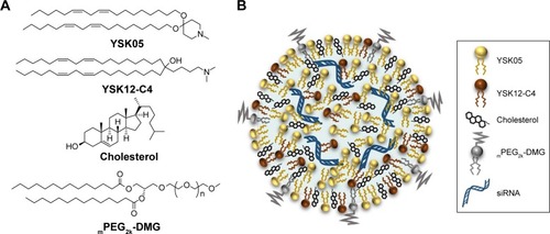 Figure 1 Composition and structure of the YSK05/12-LNPs.Notes: (A) The chemical structure of the lipid components in the LNPs used in this study. (B) A schematic illustration of LNP structure. The YSK05/12-LNP was prepared by means of t-BuOH dilution method by mixing the following different molar ratios of YSK05 and YSK12-C4 lipids: YSK05/YSK12-C4/Cholesterol/mPEG2k-DMG=(70–X):X:30:2 mol% of total lipids (X=0–70).Abbreviations: LNP, lipid nanoparticle; mPEG2k-DMG, 1,2-Dimirystoyl-sn-3-glycero methoxypolyethyleneglycol 2000 ether; siRNA, short interfering RNA; t-BuOH, tertiary butanol.