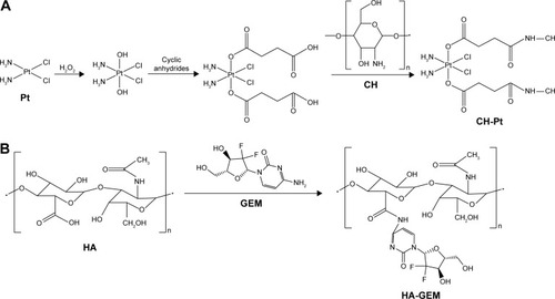 Figure 1 Synthesis of CH-Pt and HA-GEM. CH-Pt was synthesized by linking the carboxyl groups of Pt (IV) complex with the amino groups of CH (A); HA-GEM was synthesized by linking the carboxyl groups of HA with the amino groups of GEM (B).