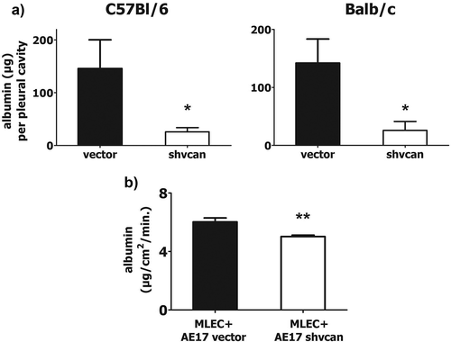 Figure 3. Tumor-derived versican provokes vascular hyper-permeability.Vascular permeability was determined in vivo by measuring the amount (μg) of Evans Blue binding albumin that was concentrated in the pleural cavity of mesothelioma-bearing C57Bl/6 and Balb/c mice, upon iv injection of the dye (a). Endothelial cells were co-cultured with AE17 mesothelioma cells and permeability of the endothelial monolayer was evaluated by determining the amount of FITC-albumin penetrating endothelial monolayer (in a given area) per time unit (b), *p < 0.05 compared to vector, **p < 0.01, MLEC: murine lung endothelial cells. Data arepresented as mean ± standard error of mean (sem).
